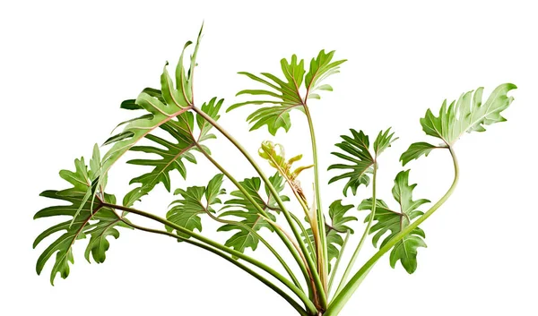 Philodendron Xanadu Xanadu Blätter Isoliert Auf Weißem Hintergrund Mit Clipping — Stockfoto