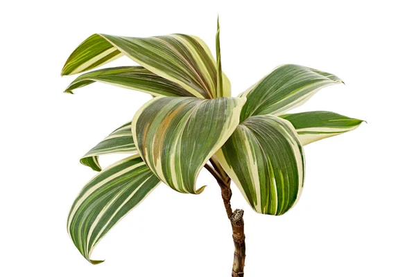 Plant Cordyline Fruticosa Chocolade Bladeren Kleurrijk Gebladerte Geïsoleerd Witte Achtergrond — Stockfoto
