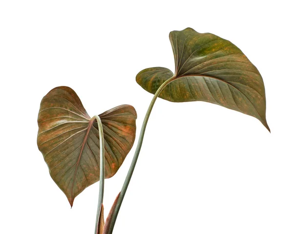 Homalomena Blätter Dunkelgrünes Laub Isoliert Auf Weißem Hintergrund Mit Schneideweg — Stockfoto
