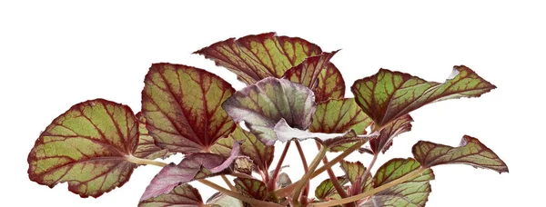 Listy Rex Begonias Listy Begonia Rex Exotické Tropické Listy Izolované — Stock fotografie