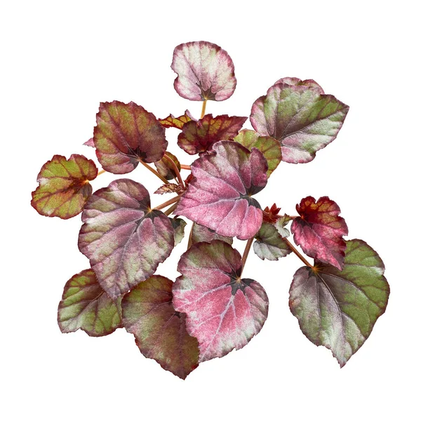 Listy Rex Begonias Listy Begonia Rex Exotické Tropické Listy Izolované — Stock fotografie