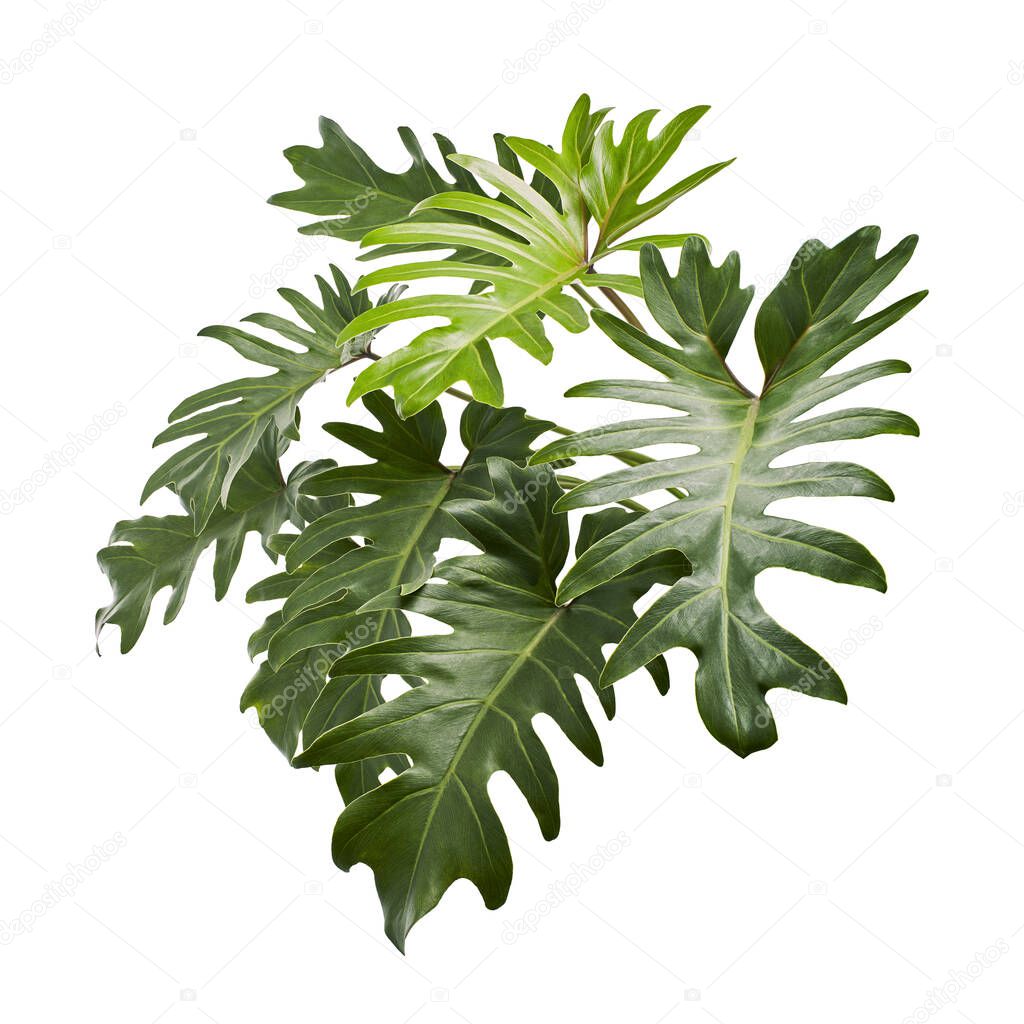 Philodendron Xanadu, Xanadu leaves  isolated on white background, with clipping path 