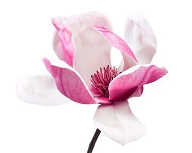 Yapraklı Magnolia liiflora çiçeği, beyaz arka planda izole Lily manolya çiçeği, kırpma yolu ile                            