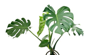 Monstera deliciosa yaprağı veya İsviçre peynir bitkisi, beyaz arka planda izole edilmiş, kırpma yolu ile  