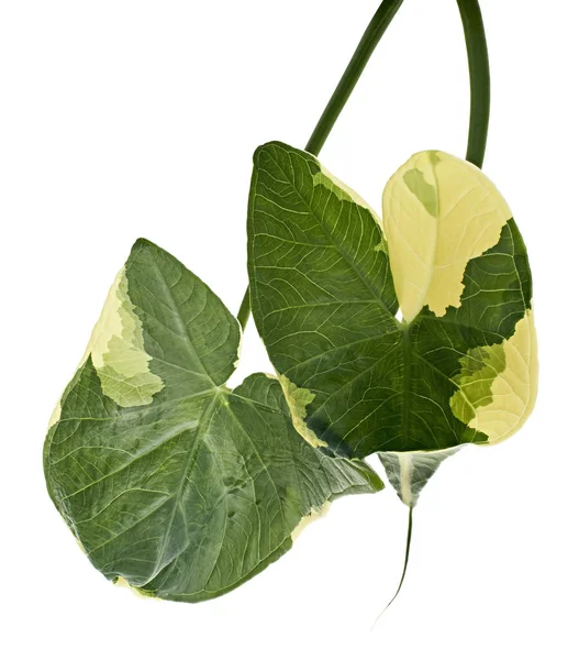 Φύλλα Διχρωμίου Caladium Φυλλώματα Caladium Που Απομονώνονται Λευκό Φόντο Μονοπάτι — Φωτογραφία Αρχείου