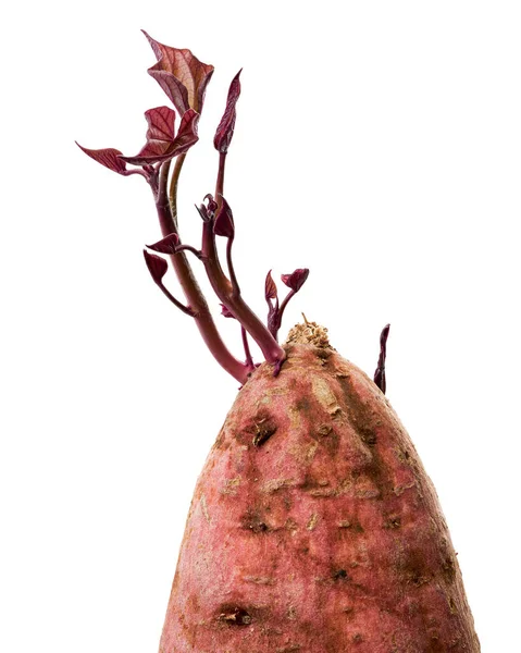 Sprouts Sweet Aardappel Zoete Aardappelwortel Met Jonge Bladeren Geïsoleerd Witte — Stockfoto