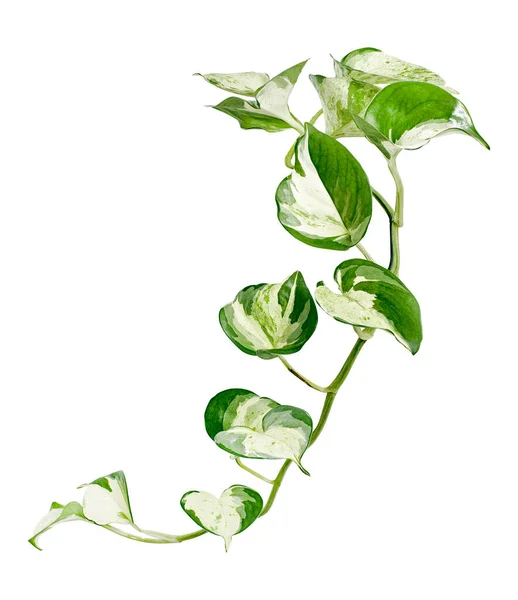 Roślina Manjula Pothos Liście Epipremnum Aureum Liście Kształcie Serca Wyizolowane — Zdjęcie stockowe