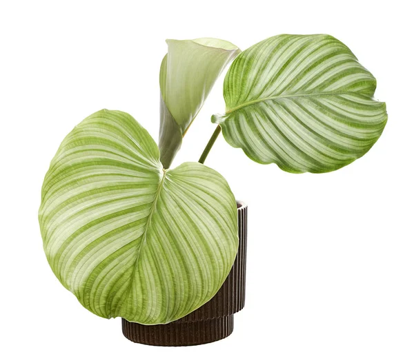 Calathea Orbifolia Plant Pot Green Leaf White Stripes Tropical Foliage — Stock Photo, Image