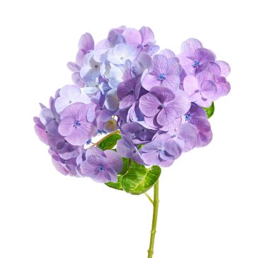 Beautiful purple hydrangea flower isolated on white background with clipping path. Soft pastel petals forming a rounded cluster, symbolizing grace, gratitude, and abundance.
