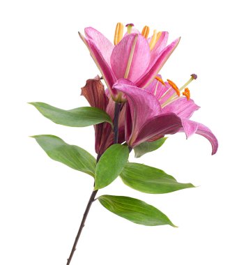 Pink lily flower isolated on white background with clipping path. Beautiful pink petals and green leaves, symbol of love and purity.