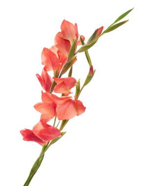 Beautiful orange-pink gladiolus flowers isolated on white background with clipping path. Elegant tropical blossoms with soft petals and green buds, symbolizing strength, sincerity, and romantic charm.