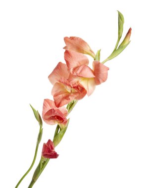 Beautiful orange-pink gladiolus flowers isolated on white background with clipping path. Elegant tropical blossoms with soft petals and green buds, symbolizing strength, sincerity, and romantic charm.