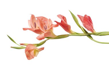Beautiful orange-pink gladiolus flowers isolated on white background with clipping path. Elegant tropical blossoms with soft petals and green buds, symbolizing strength, sincerity, and romantic charm.