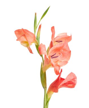 Beautiful orange-pink gladiolus flowers isolated on white background with clipping path. Elegant tropical blossoms with soft petals and green buds, symbolizing strength, sincerity, and romantic charm.