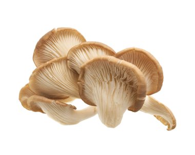 Fresh oyster mushrooms isolated on white background with clipping path. Edible tropical mushrooms with delicate texture and mild flavor, ideal for healthy food, vegetarian cuisine, and organic ingredient concepts.