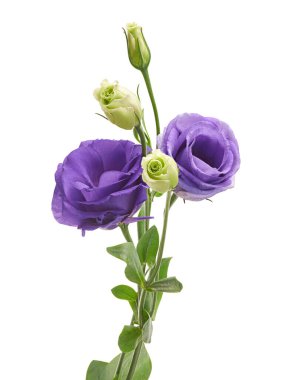 Teksas BlueBell çiçekleri, Mor Lisianthus çiçekleri beyaz arka planda izole edilmiş, kırpma yolu ile