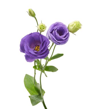 Teksas BlueBell çiçekleri, Mor Lisianthus çiçekleri beyaz arka planda izole edilmiş, kırpma yolu ile