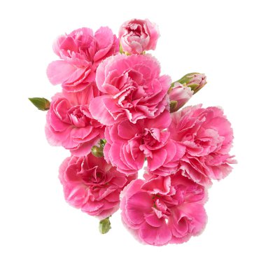 Pink carnation flowers isolated on white background with clipping path. Symbol of love and admiration