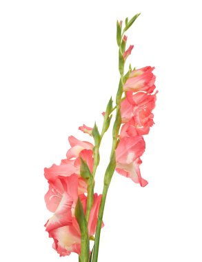 Elegant pink gladiolus flowers isolated on white background with clipping path. Beautiful fresh floral stems with soft pink and creamy petals, symbolizing grace, romance, and beauty.