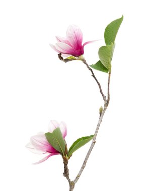 Pembe manolya çiçeği kesme yolu olan beyaz arkaplanda izole edilmiş. Zarif bahar çiçekleri güzelliği ve saflığı sembolize eder. Çiçek ve bitki tasarımı için mükemmeldir..