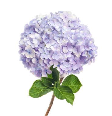 Açık mor ortanca (Hydrangea makrophylla) beyaz arka planda kırpma yolu ile izole edilmiş çiçek. Zarif çiçek açması zarafeti, anlayışı ve içten duyguları simgeler. Çiçek ve botanik tasarımı için mükemmeldir..