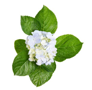 Açık mavi ortanca (Hydrangea makrophylla) beyaz arka planda kırpma yolu ile izole edilmiş çiçek. Güzel süs çiçekleri, düğün buketi, çiçek dekoru ve botanik tasarımı için mükemmel..