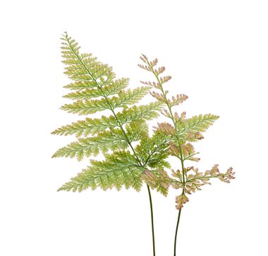 Yeşil Boston eğreltiotu (Nephrolepis exaltata) yaprağı kırpma yolu ile beyaz arka planda izole edilmiştir. Gerçekçi tropikal yapraklar, botanik tasarım, çiçek düzenlemesi, doğa konsepti ve dekorasyon için mükemmel..