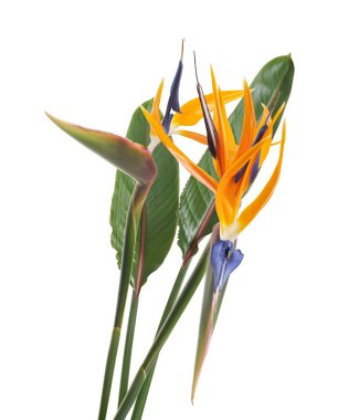 Cennet Kuşu (Strelitzia reginae) beyaz arka planda kırpma yolu ile izole edilmiş bir çiçektir. Canlı turuncu ve mavi taç yapraklarıyla egzotik tropikal çiçekler, cennetin ve zarafetin sembolü..