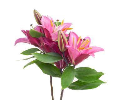 Pembe zambak (Lilium spp.) Beyaz arka planda yeşil yapraklı bir çiçek. Gerçekçi detaylar ve kırpma yolu ile zarif bir doğulu çiçek, botanik, çiçek ve düğün tasarımı için mükemmel..