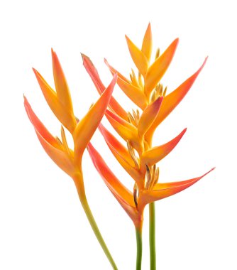 Turuncu sarmal (Heliconia psittacorum) çiçek, kırpma yolu ile beyaz zemin üzerinde izole edilmiştir. Canlı renklere sahip egzotik tropikal bitki, botanik, çiçek ve tropikal tasarım temaları için mükemmel..