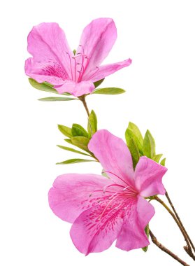 Pembe açelya (Rhododendron indicum) beyaz arka planda yeşil yapraklı çiçek. Güzel tropikal rhododendron kırpma yolu ile çiçek açar, botanik, çiçek ve bahçe tasarımı için mükemmeldir..