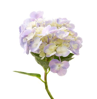 Açık mor ortanca (Hydrangea makrophylla) beyaz arka planda kırpma yolu ile izole edilmiş çiçek. Zarif çiçek açması zarafeti, anlayışı ve içten duyguları simgeler. Çiçek ve botanik tasarımı için mükemmeldir..