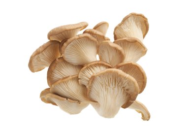 Beyaz arka planda kırpma yolu ile izole edilmiş taze istiridye mantarları (Pleurotus ostreatus). Yumuşak dokulu yenilebilir gurme mantarlar. Mutfak, botanik ve organik gıda tasarımı için mükemmel..