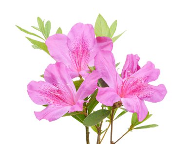 Pembe açelya (Rhododendron indicum) beyaz arka planda yeşil yapraklı çiçek. Güzel tropikal rhododendron kırpma yolu ile çiçek açar, botanik, çiçek ve bahçe tasarımı için mükemmeldir..