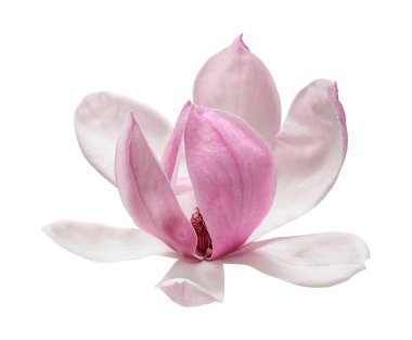 Pembe manolya çiçeği kesme yolu olan beyaz arkaplanda izole edilmiş. Zarif bahar çiçekleri güzelliği ve saflığı sembolize eder. Çiçek ve bitki tasarımı için mükemmeldir..