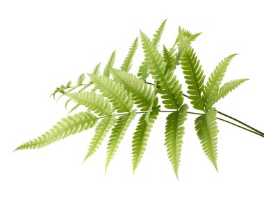 Kılıç eğreltiotu (Nephrolepis exaltata) yaprağı kırpma yolu ile beyaz arkaplanda izole edilmiştir. Gerçekçi tropikal yeşil yapraklar, botanik, çiçek düzenlemesi ve doğal tasarım projeleri için mükemmel..