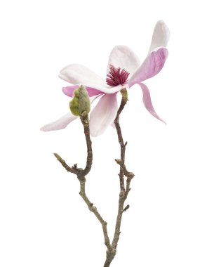 Pembe manolya çiçeği kesme yolu olan beyaz arkaplanda izole edilmiş. Zarif bahar çiçekleri güzelliği ve saflığı sembolize eder. Çiçek ve bitki tasarımı için mükemmeldir..