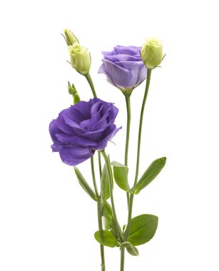 Mor lisianthus (Eustoma grandiflorum) çiçeği kesme yolu ile beyaz arka planda izole edilmiştir. Zarif süsleme zarafet ve samimiyeti simgeliyor. Çiçek tasarımı, düğün ve botanik dekorasyonu için mükemmel..