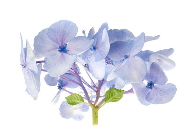Açık mavi ortanca (Hydrangea makrophylla) beyaz arka planda kırpma yolu ile izole edilmiş çiçek. Güzel süs çiçekleri, düğün buketi, çiçek dekoru ve botanik tasarımı için mükemmel..