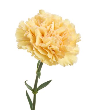 Sarı karanfil (Dianthus caryophyllus) beyaz arka planda kırpma yolu ile izole edilmiş çiçek. Zarif çiçek, arkadaşlığı, neşeyi ve hayranlığı simgeliyor. Çiçek aranjmanları ve botanik tasarımları için mükemmel..