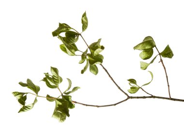 Yeşil gardenya (Gardenya jasminoides) yaprak dalı kesme yolu ile beyaz arka planda izole edilmiştir. Parlak yapraklı tropikal yapraklar, botanik, çiçek ve doğal tasarım kompozisyonları için mükemmel..