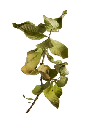 Yeşil gardenya (Gardenya jasminoides) yaprak dalı kesme yolu ile beyaz arka planda izole edilmiştir. Parlak yapraklı tropikal yapraklar, botanik, çiçek ve doğal tasarım kompozisyonları için mükemmel..