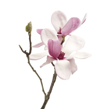 Pembe manolya çiçeği kesme yolu olan beyaz arkaplanda izole edilmiş. Zarif bahar çiçekleri güzelliği ve saflığı sembolize eder. Çiçek ve bitki tasarımı için mükemmeldir.