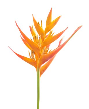 Turuncu sarmal (Heliconia psittacorum) çiçek, kırpma yolu ile beyaz zemin üzerinde izole edilmiştir. Canlı renklere sahip egzotik tropikal bitki, botanik, çiçek ve tropikal tasarım temaları için mükemmel..