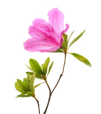Pembe açelya (Rhododendron indicum) beyaz arka planda yeşil yapraklı çiçek. Güzel tropikal rhododendron kırpma yolu ile çiçek açar, botanik, çiçek ve bahçe tasarımı için mükemmeldir..
