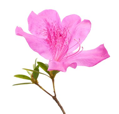 Pembe açelya (Rhododendron indicum) beyaz arka planda yeşil yapraklı çiçek. Güzel tropikal rhododendron kırpma yolu ile çiçek açar, botanik, çiçek ve bahçe tasarımı için mükemmeldir..