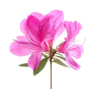 Pembe açelya (Rhododendron indicum) beyaz arka planda yeşil yapraklı çiçek. Güzel tropikal rhododendron kırpma yolu ile çiçek açar, botanik, çiçek ve bahçe tasarımı için mükemmeldir..