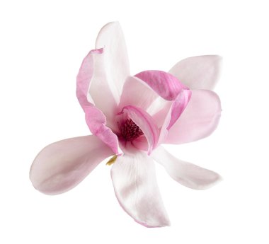 Pembe manolya çiçeği kırpma yolu ile beyaz arkaplanda izole edilmiş. 