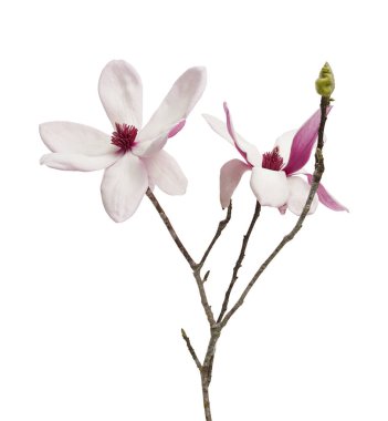 Pembe manolya çiçeği kesme yolu olan beyaz arkaplanda izole edilmiş. Zarif bahar çiçekleri güzelliği ve saflığı sembolize eder. Çiçek ve bitki tasarımı için mükemmeldir..