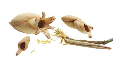 Kurumuş Magnolia çiçekleri kesme yolu ile beyaz arka planda izole edilmiş. Bitki örtüsü yapısı ve dokusunu gösteren doğal botanik örnekleri, bitki örtüsü, botanik ve eğitim tasarımı için idealdir..